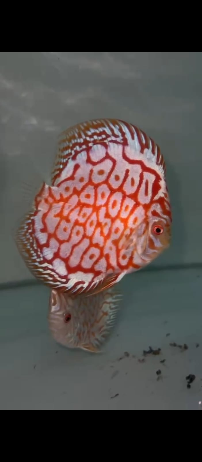 PIGEON JAGUAR Discus